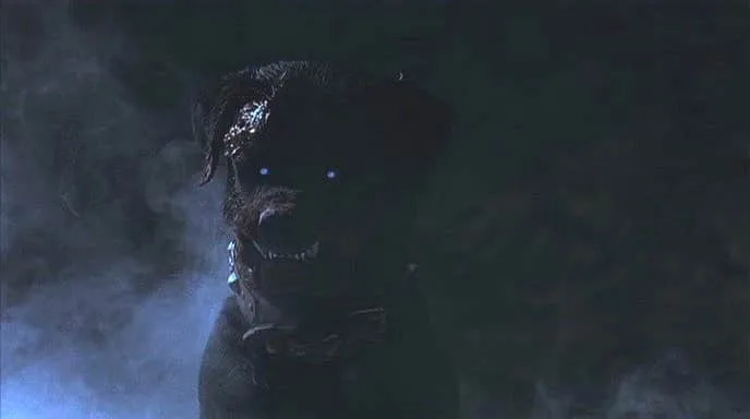 rottweiler image 2