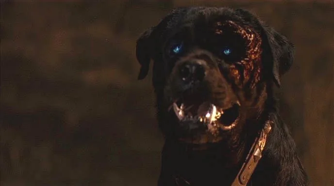 rottweiler image 3