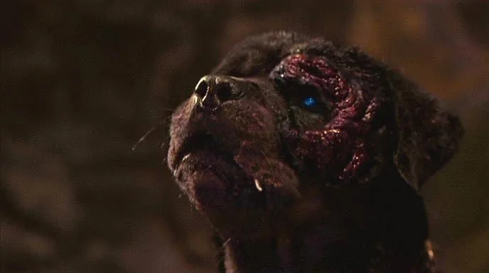 rottweiler image 4