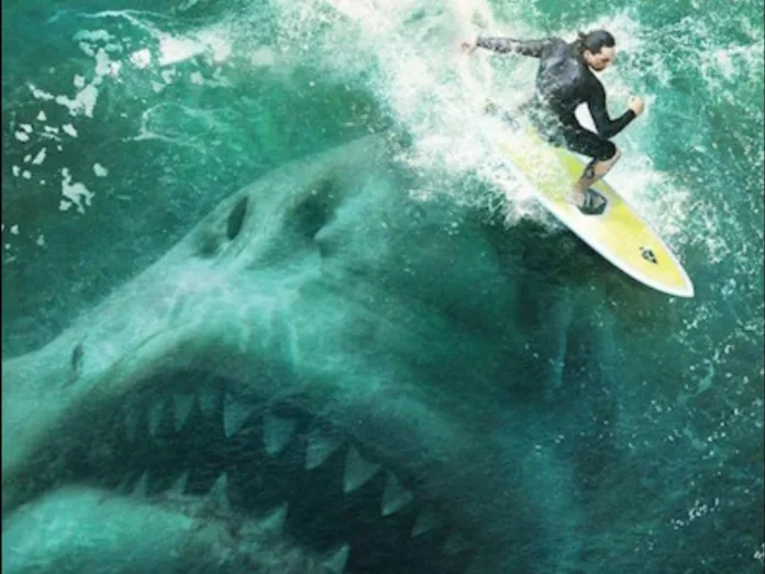meg shark