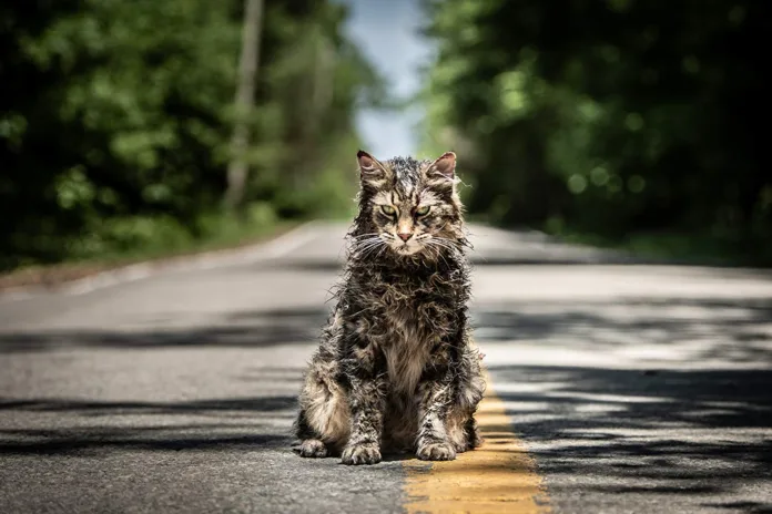 pet sematary remake cat
